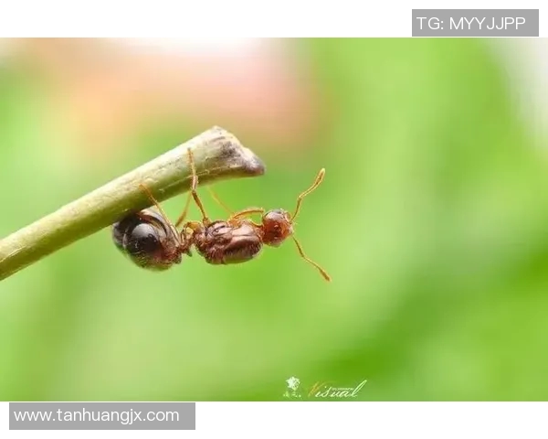 上海网球队的拼搏之路：从默默无闻到荣耀巅峰的奋斗故事